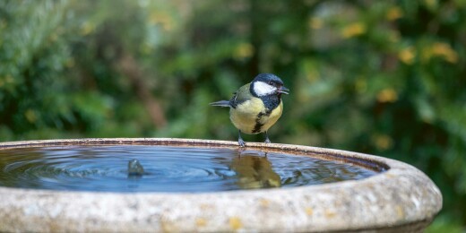 nachhaltiger garten vogeltraenke