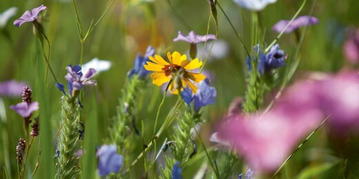 nachhaltiger garten wiesenblumen